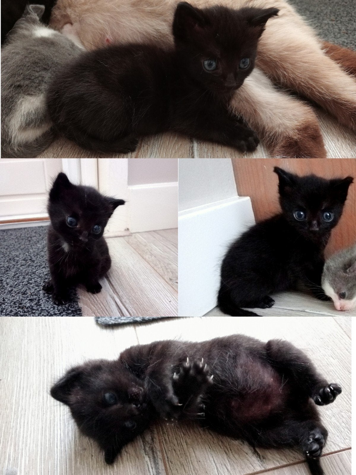 Foto 2 van z.s.m. weg nog 1. Leuke unieke kittens vn Siamese moederpoes