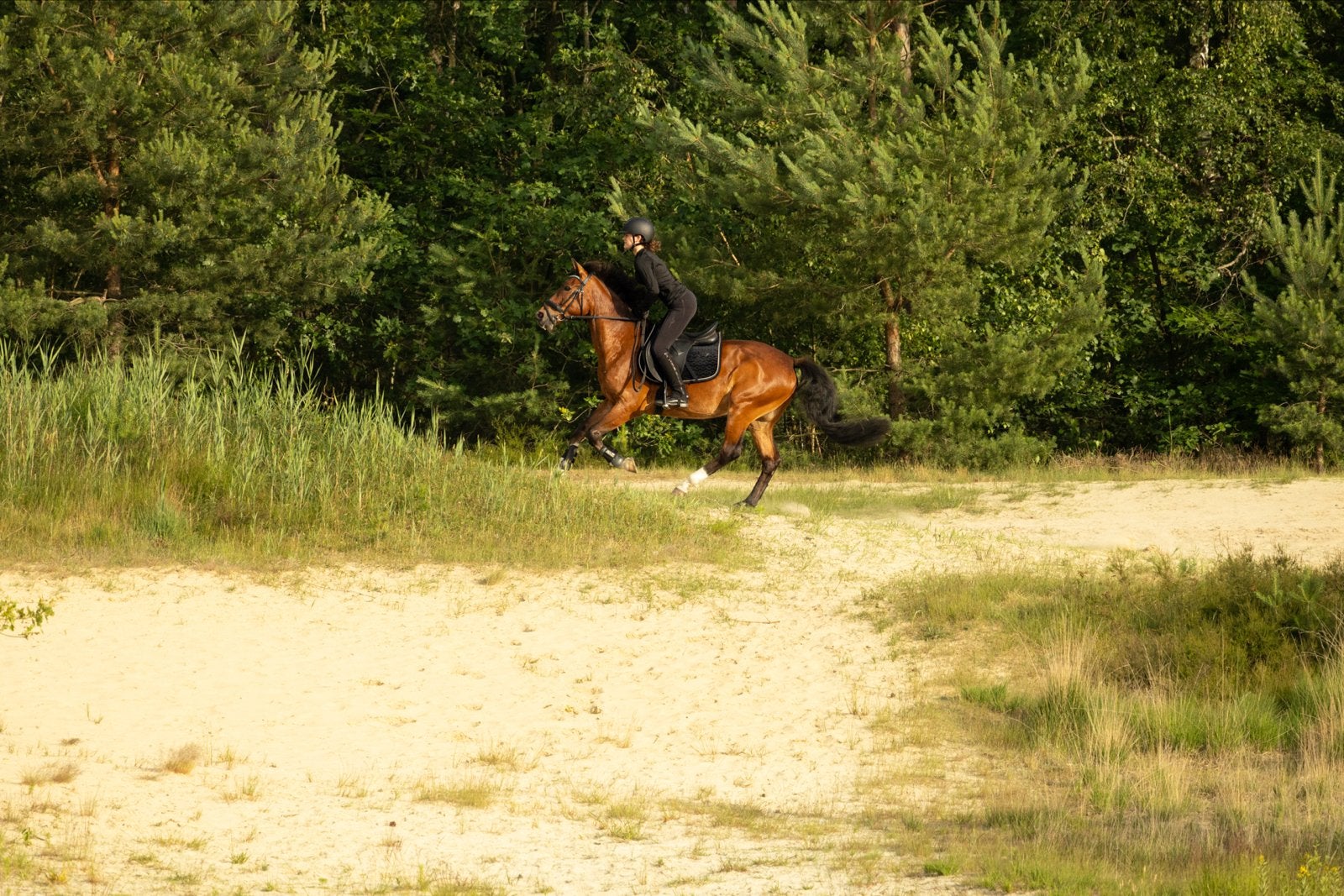 GEZOCHT SPRING/ALLROUD PAARD, Dieren en Toebehoren, Ophalen of Verzenden