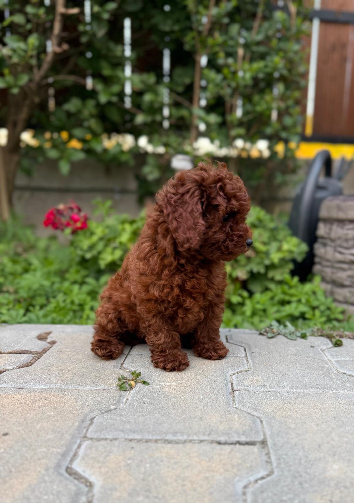 Mini rode toy Poedel, Reu, 8 tot 15 weken, Buitenland, Parvo