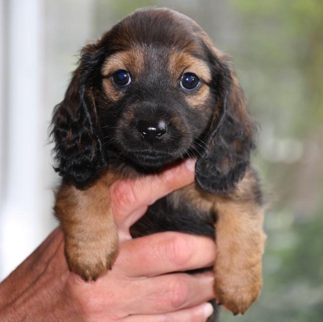Nog 1 langharig teckel pup (reutje), Parvo, Reu, 8 tot 15 weken, Dwerg