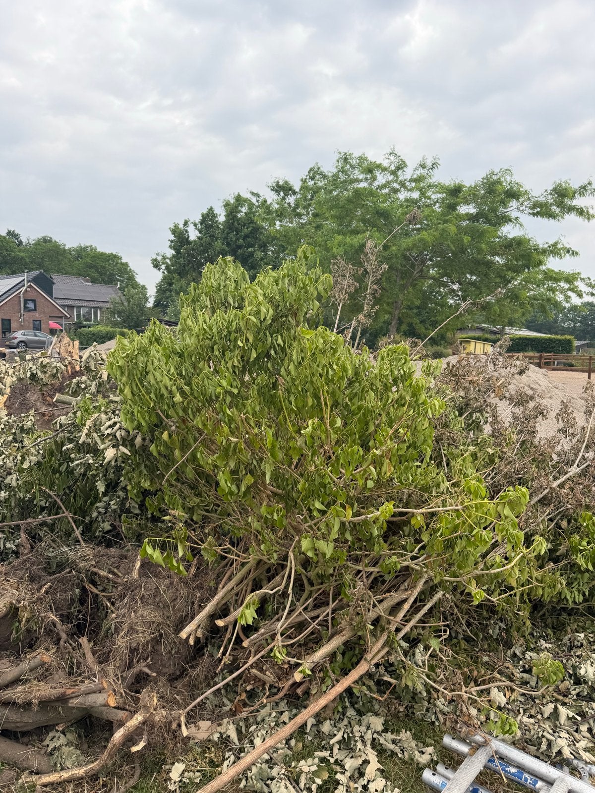 Gratis boomstronken en takken van diverse bomen, 6 m³ of meer, Ophalen, Overige houtsoorten, Stammen