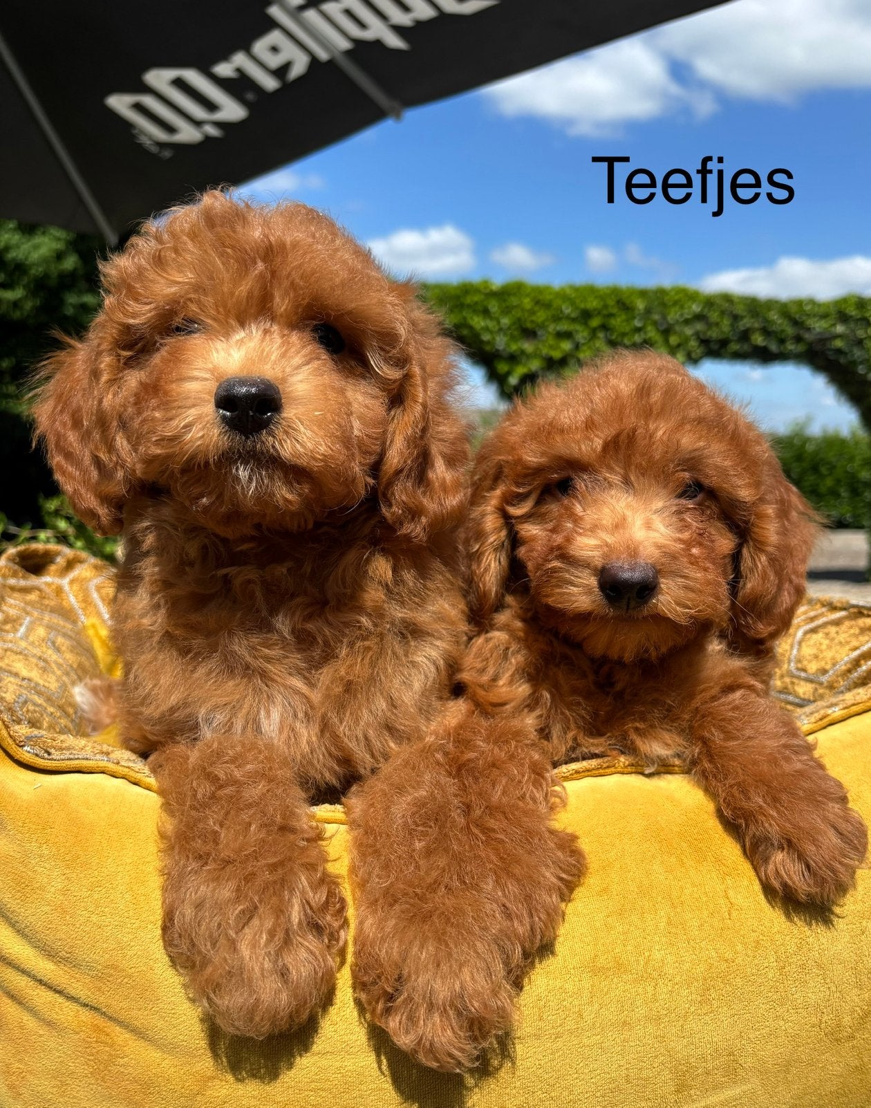 Labradoodle mini pups, Nederland, Overige rassen, 8 tot 15 weken, Meerdere