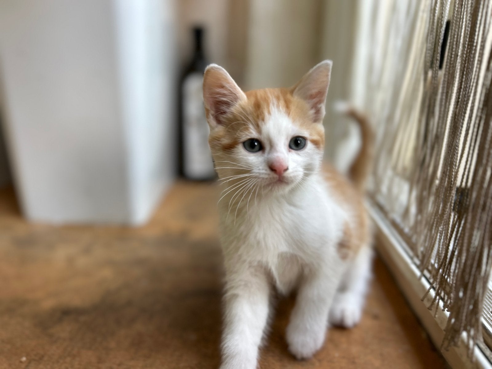 Lieve kittens zoeken een nieuw thuis!