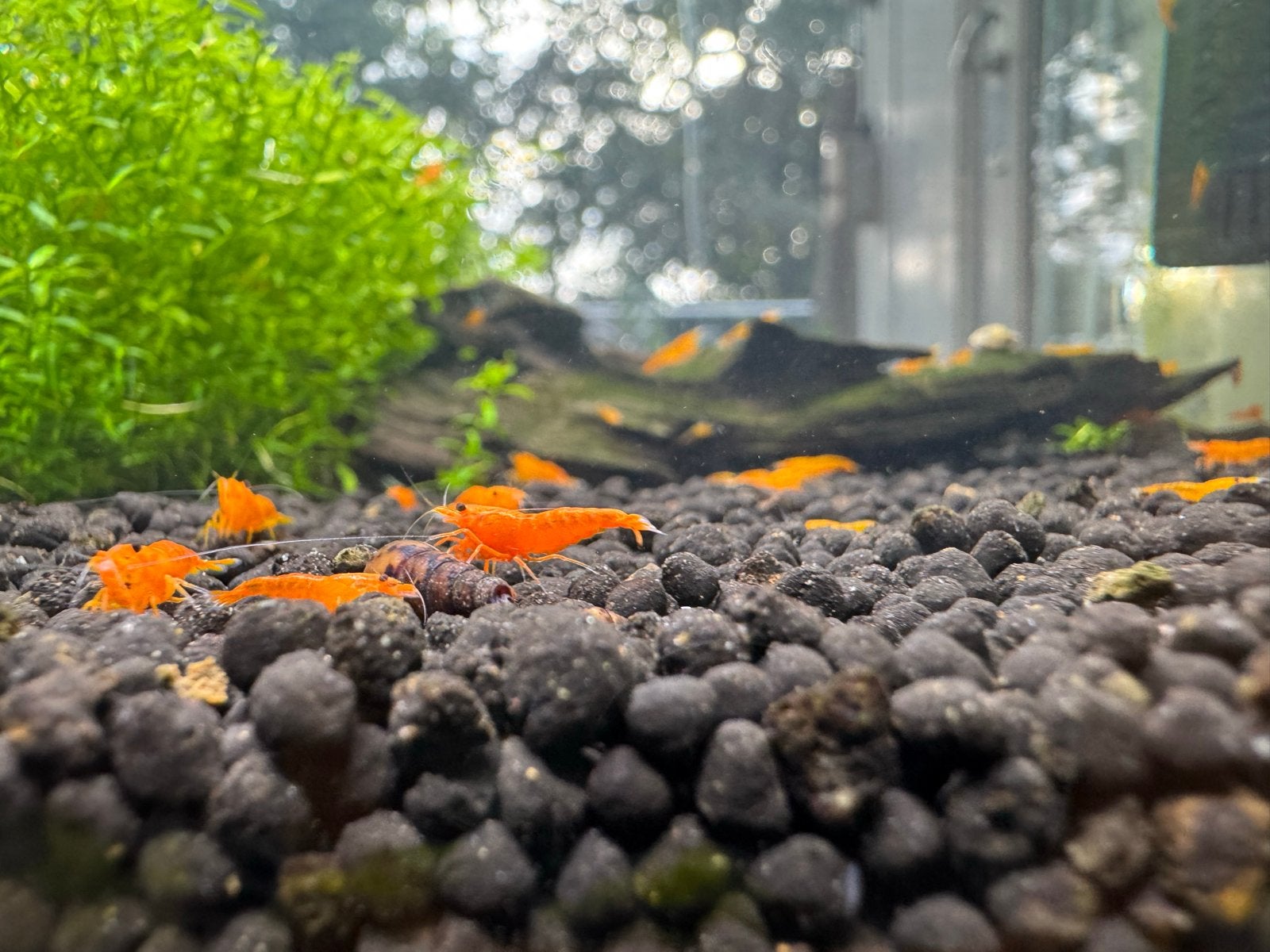 Neocaridina orange garnalen - high grade, Dieren en Toebehoren