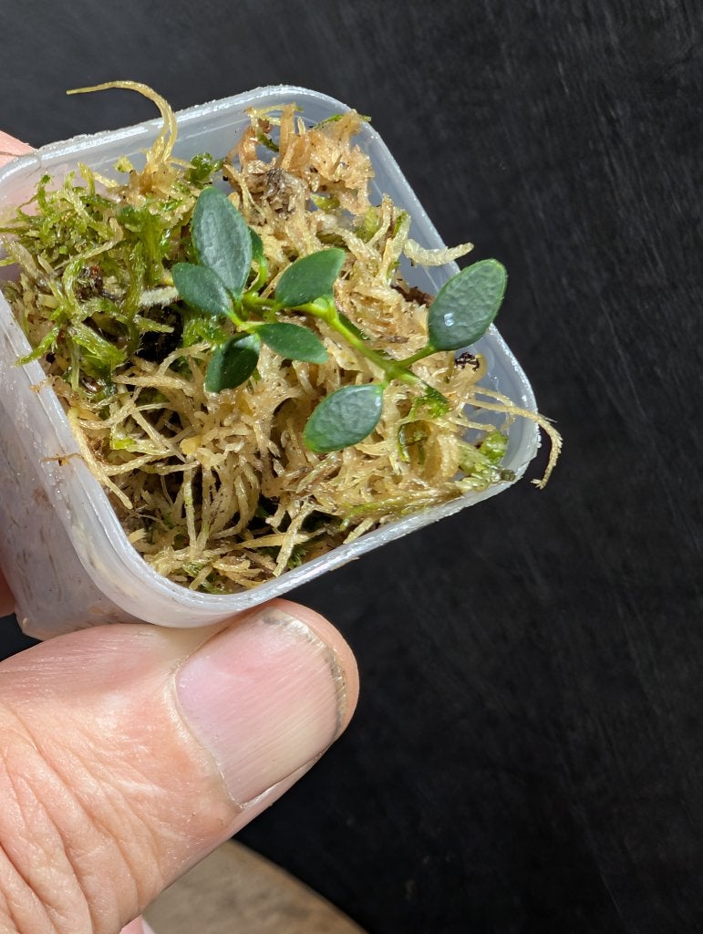 Hoya microphyla, Overige soorten, Minder dan 100 cm, Bloeiende kamerplant, Halfschaduw