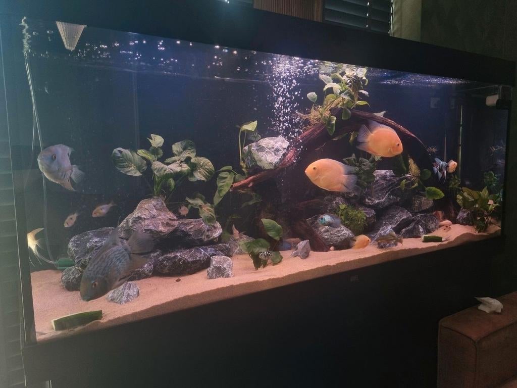 Juwel rio 450, Ophalen, Nieuw, Gevuld zoetwateraquarium, Juwel