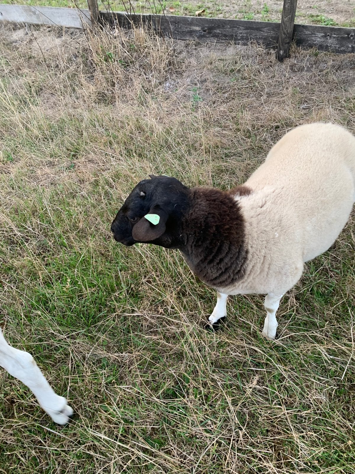 Dorper ram, Dieren en Toebehoren, Mannelijk, Schaap