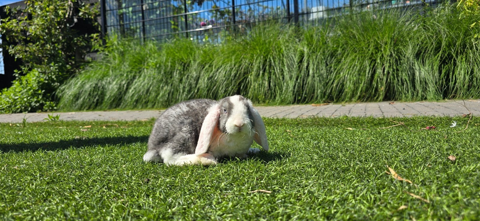 Konijntjes rex widder, Dieren en Toebehoren, Konijnen, Meerdere dieren, Klein, Hangoor, 0 tot 2 jaar
