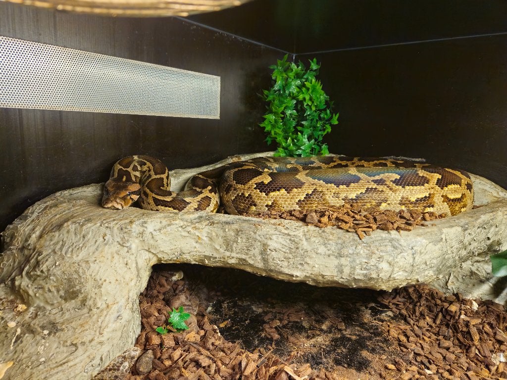 0.1 Python Molures Pimbura Ball Python photo 4