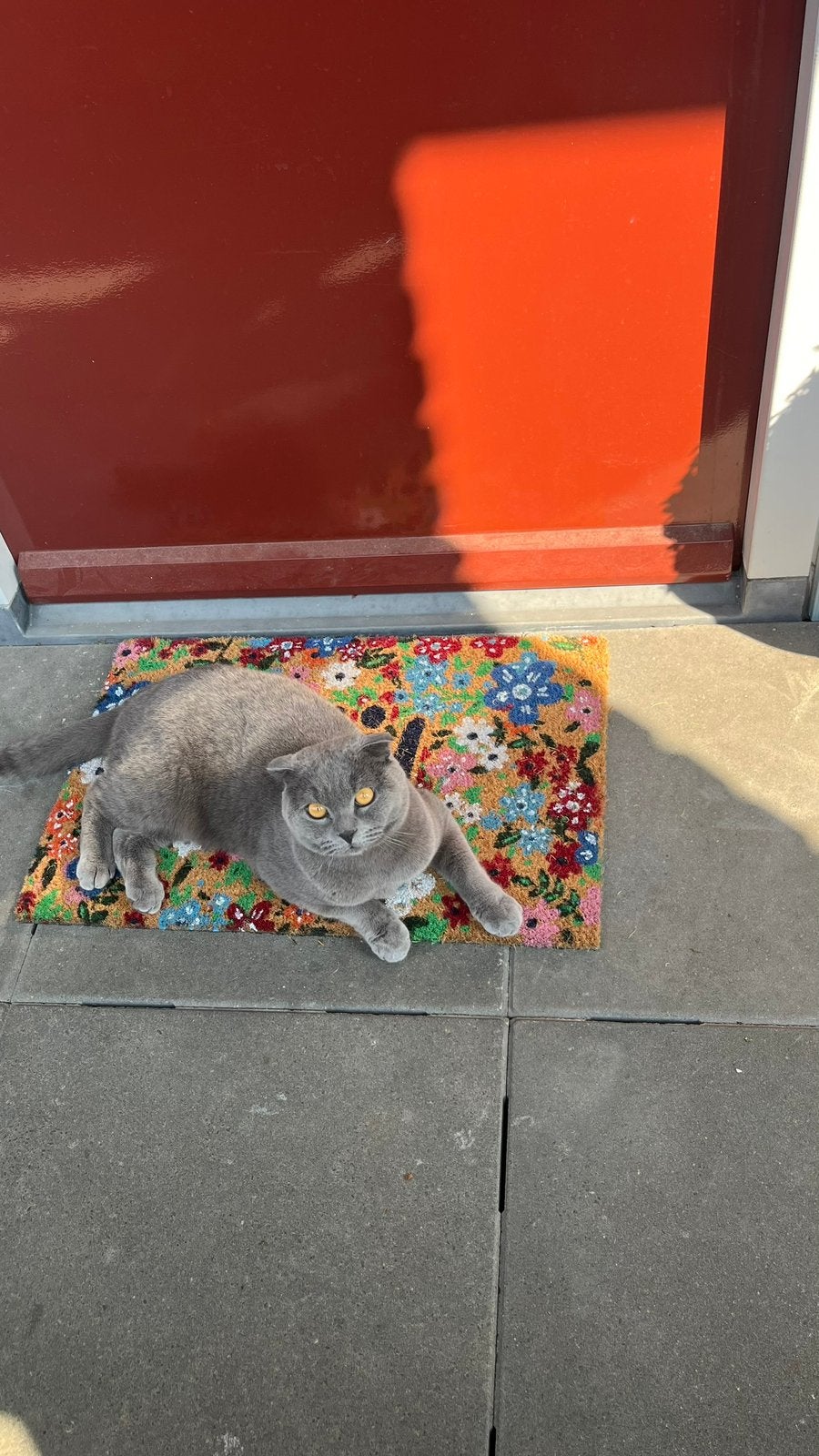 Britse Korthaar, Kater, Gechipt, 3 tot 5 jaar