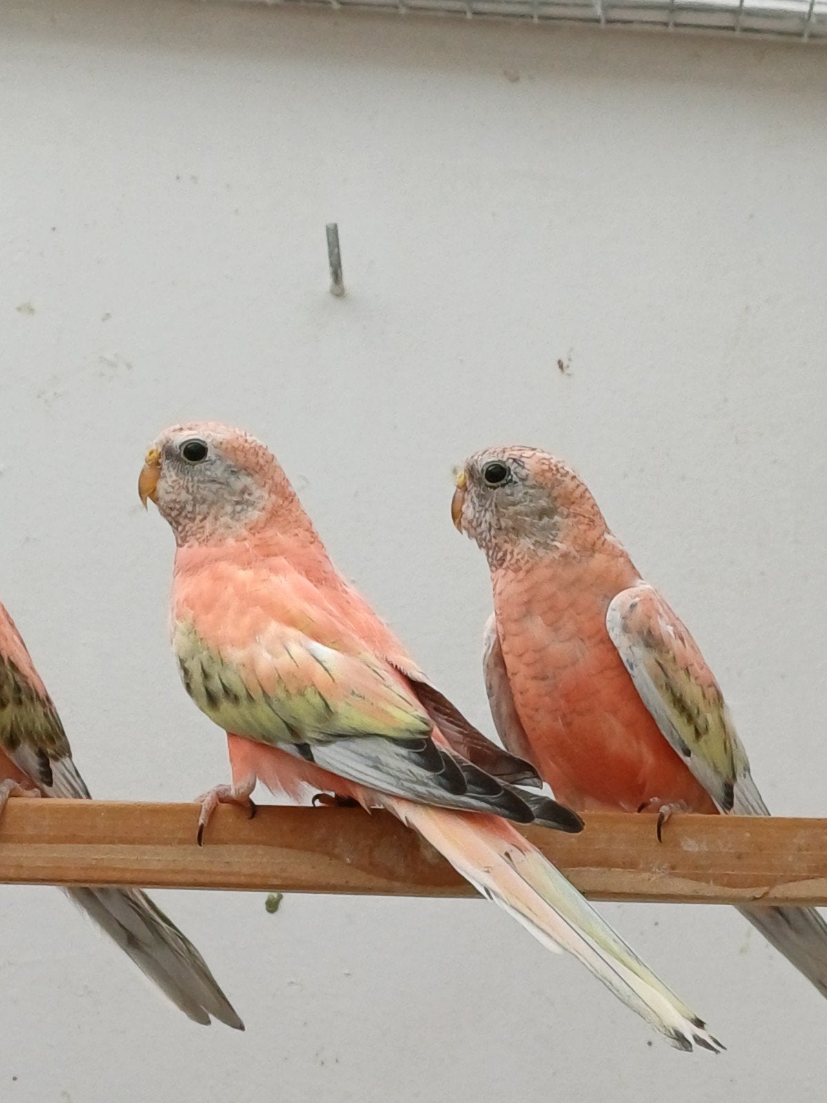 Tekoop bourks bourkes opaline gezoomd, Dieren en Toebehoren, Meerdere dieren, Parkiet