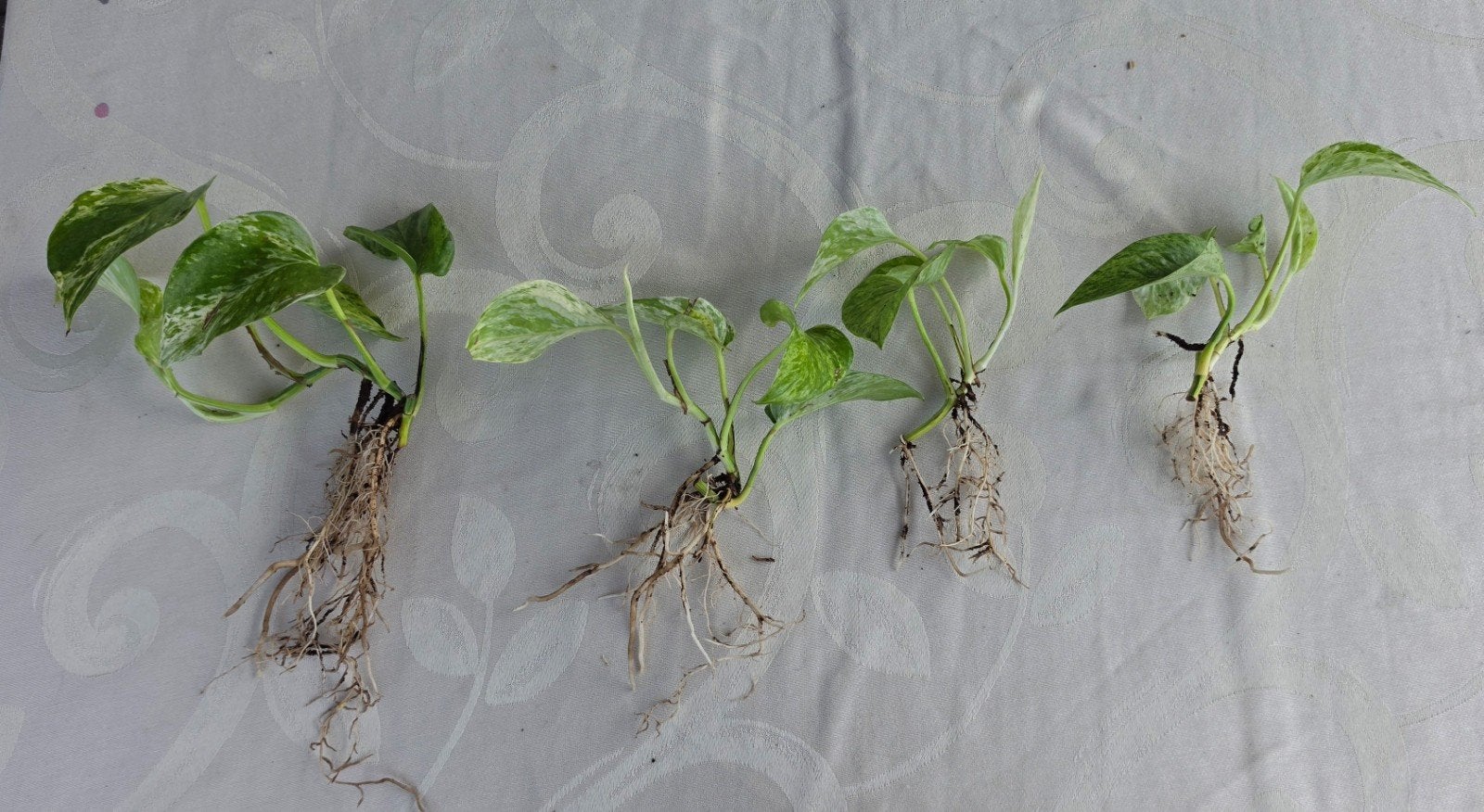 Draken klimop plantjes, Ophalen