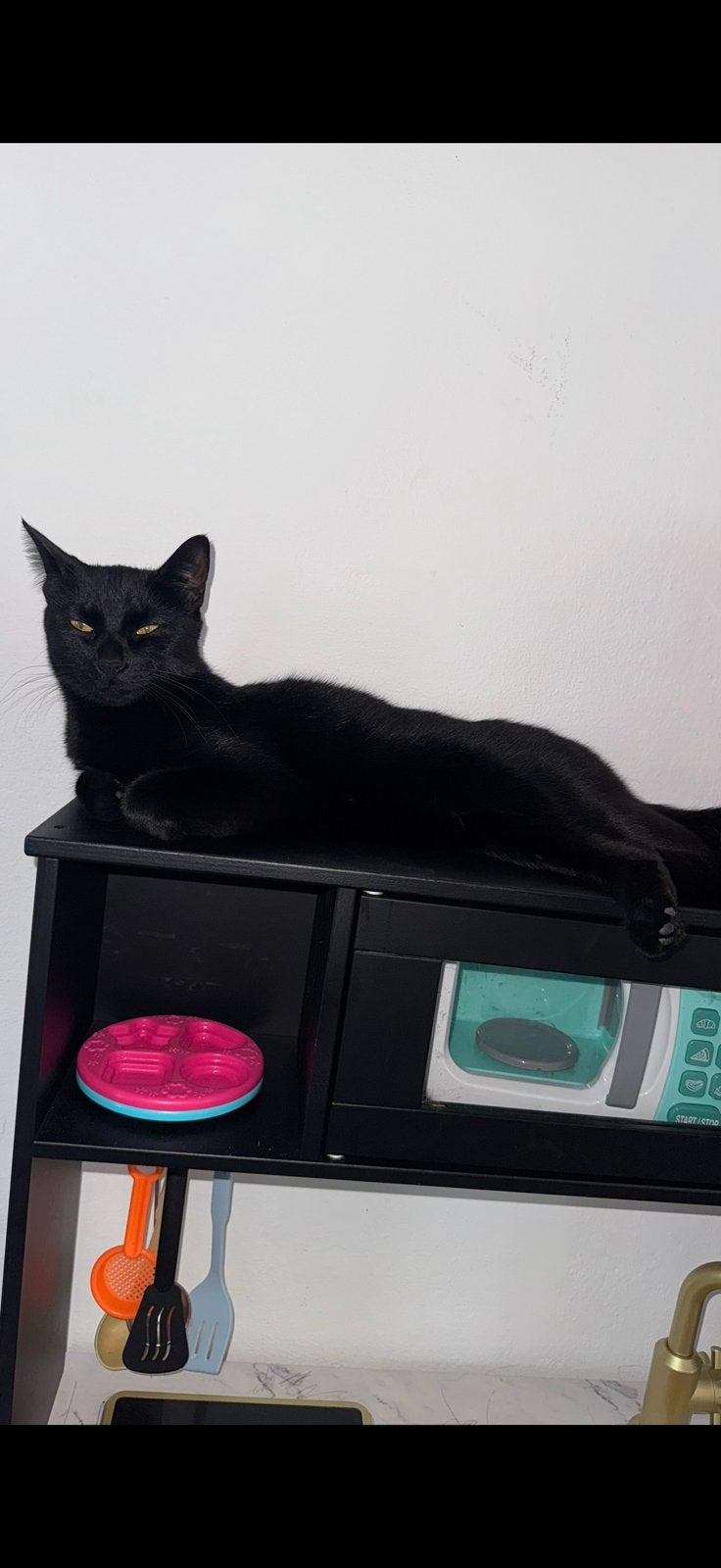 SPOED! Superlieve Slash (2 jaar) zoekt rustig nieuw thuis, Dieren en Toebehoren, Katten en Kittens | Overige Katten, Meerdere dieren