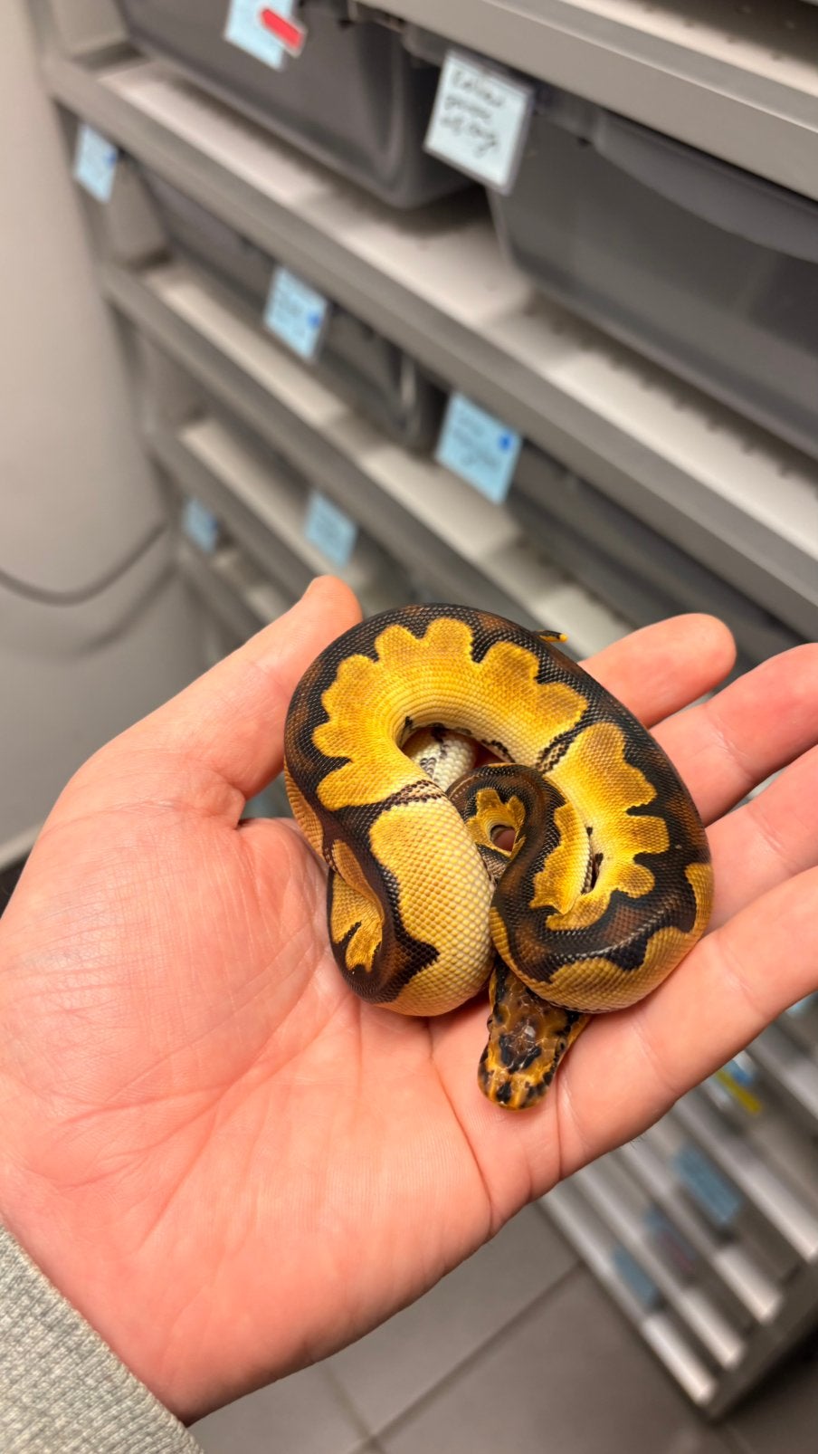 Super orange dream clown ball python Ball Python photo 3