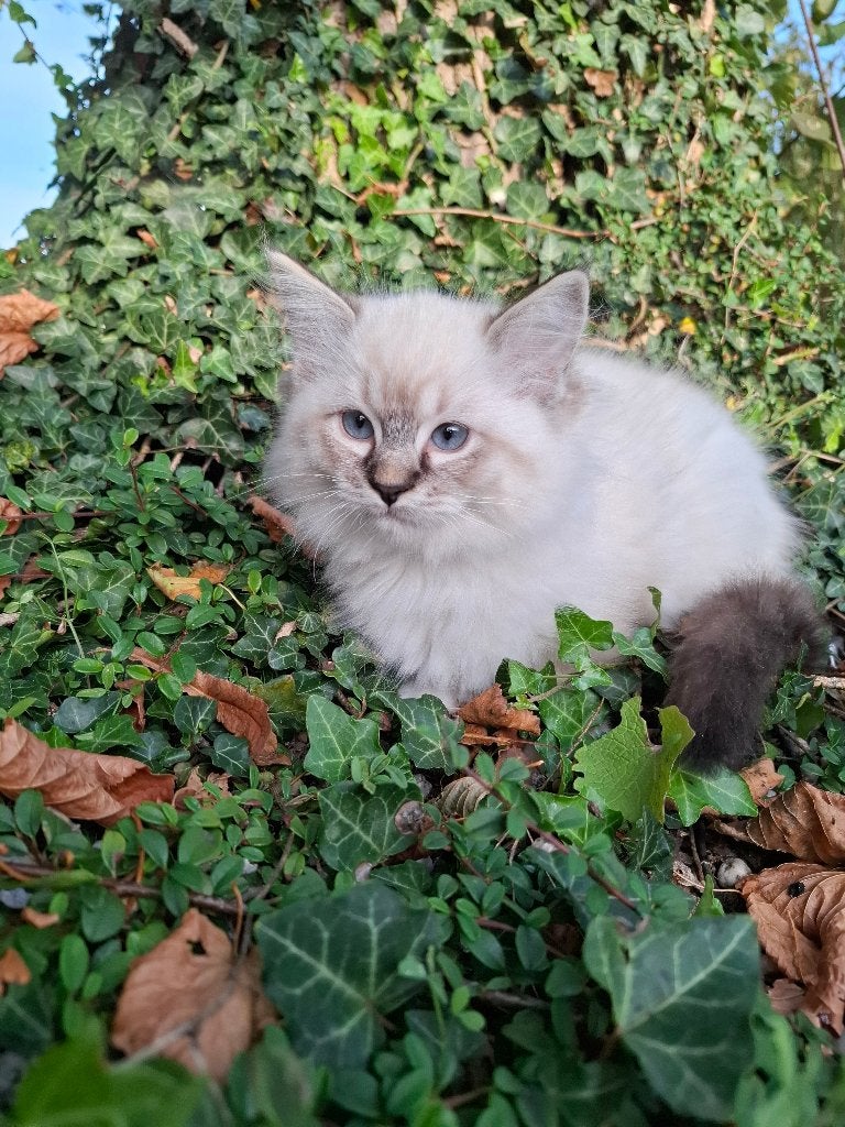 Prachtige Ragdoll kittens met stamboom, Dieren en Toebehoren, Meerdere dieren, Met stamboom, 0 tot 2 jaar