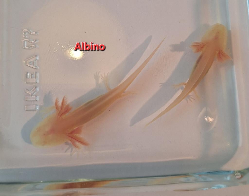 Baby axolotl. Kleur: albino, Dieren en Toebehoren, Amfibie, 0 tot 2 jaar