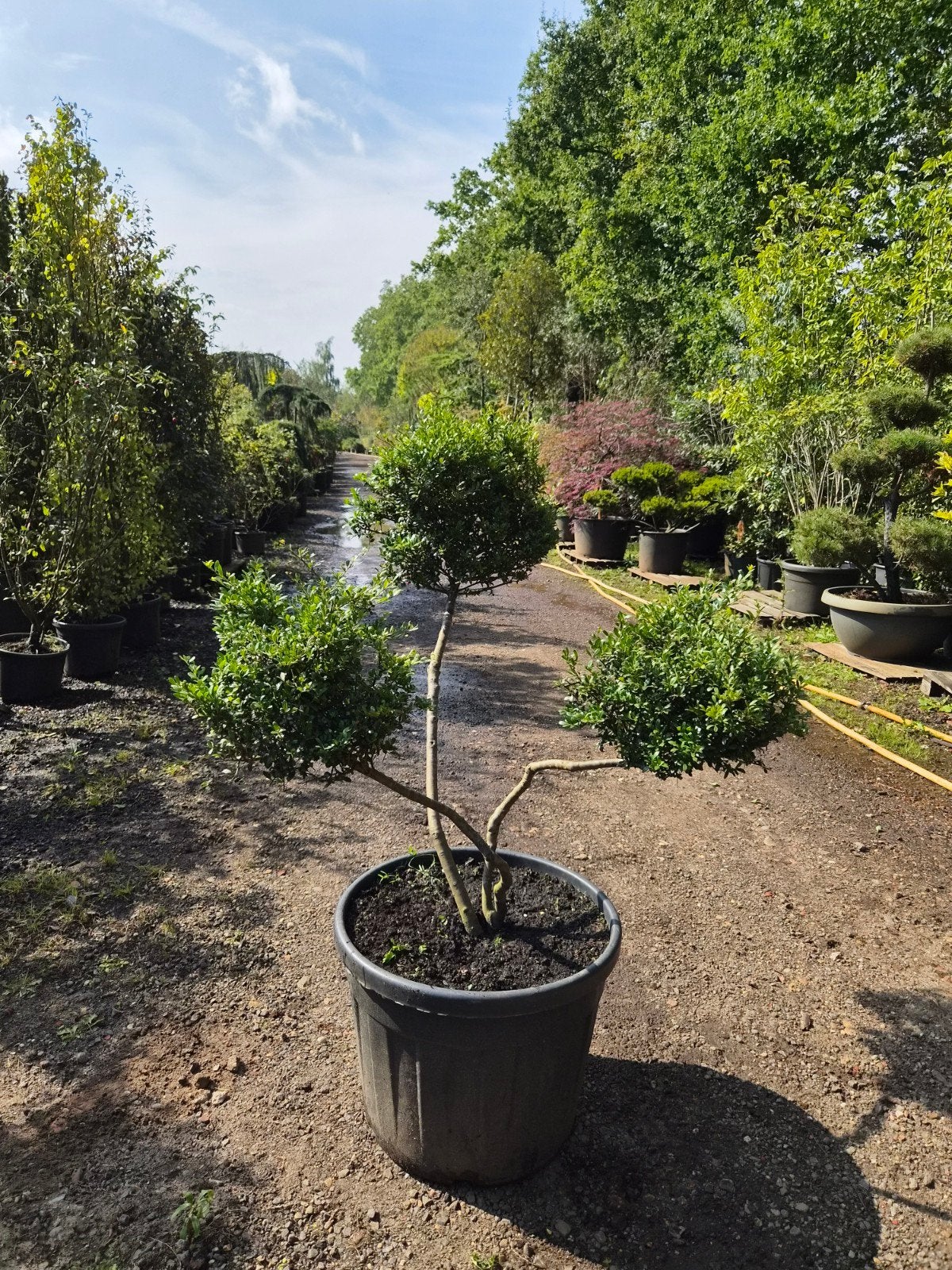 Ilex Crenata Bonsai Multibol - Japanse Hulst, Vaste plant, Bloeit niet, Halfschaduw, Ophalen