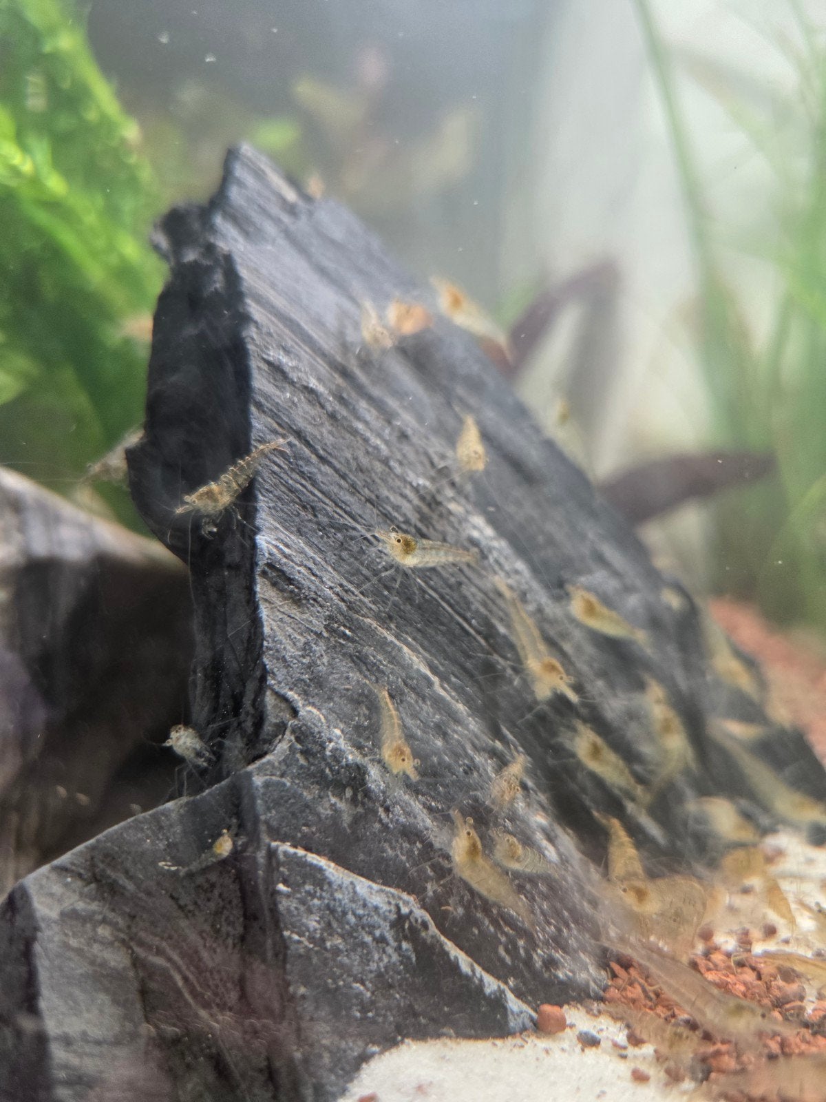 Doorzichtige neocaridina garnalen. 20 stuks voor 2 euro, Dieren en Toebehoren, Kreeft, Krab of Garnaal