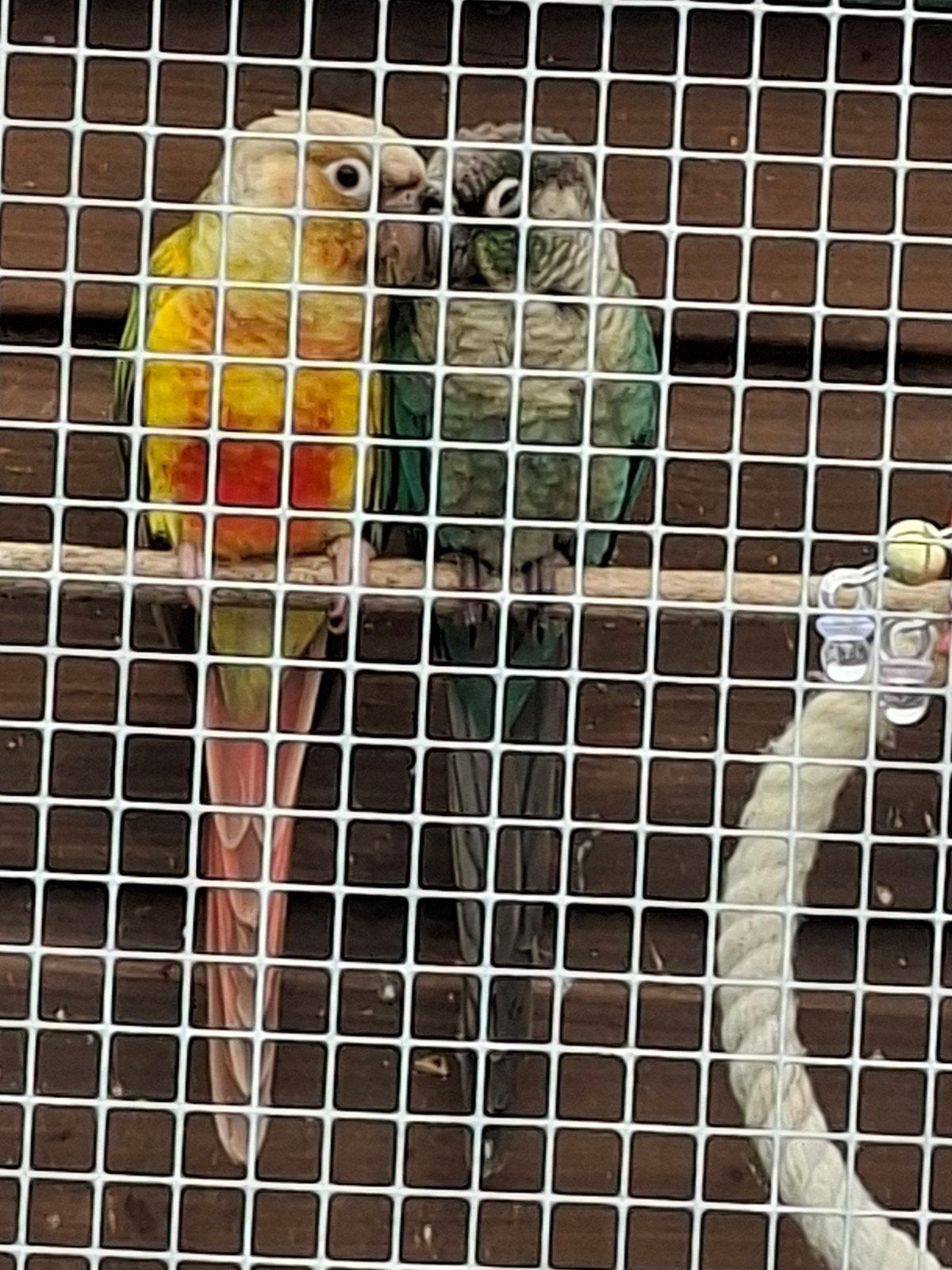 2 pyrrhura's, Dieren en Toebehoren, Geslacht onbekend, Parkiet, Tam