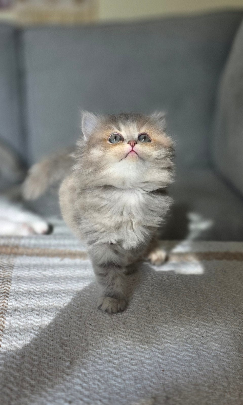 Prachtige British Longhair kittens – 1 kater en 2 poesjes, Meerdere dieren, Langharig, 0 tot 2 jaar