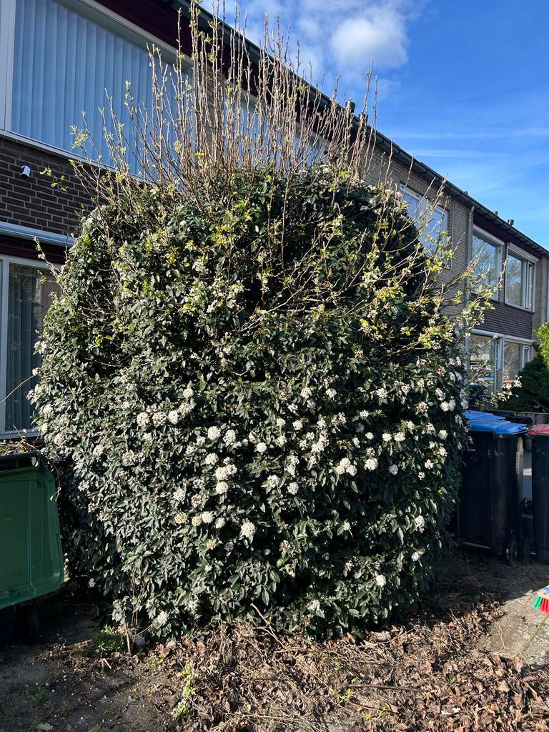 Gratis Viburnum tinus (sneeuwbal) struik af te halen, Vaste plant, Halfschaduw, Winter, Ophalen