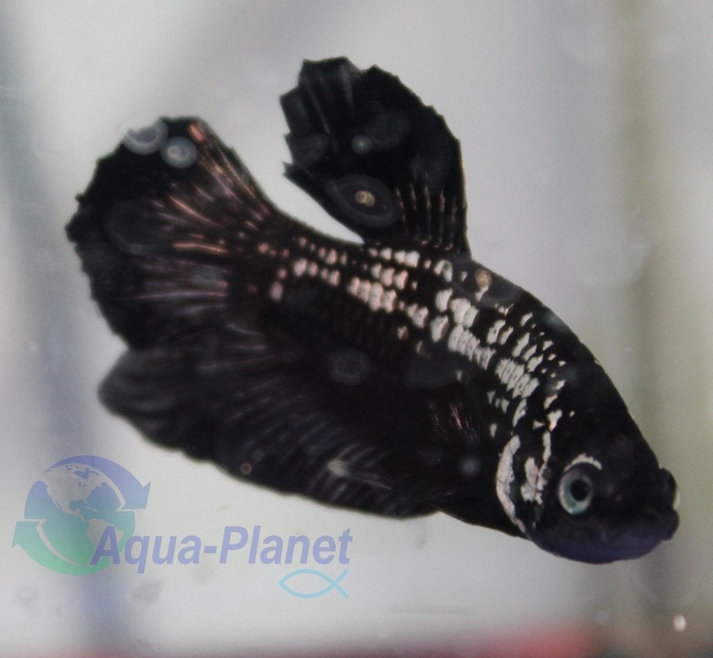 Betta - Black Mamba, Vis, Zoetwatervis