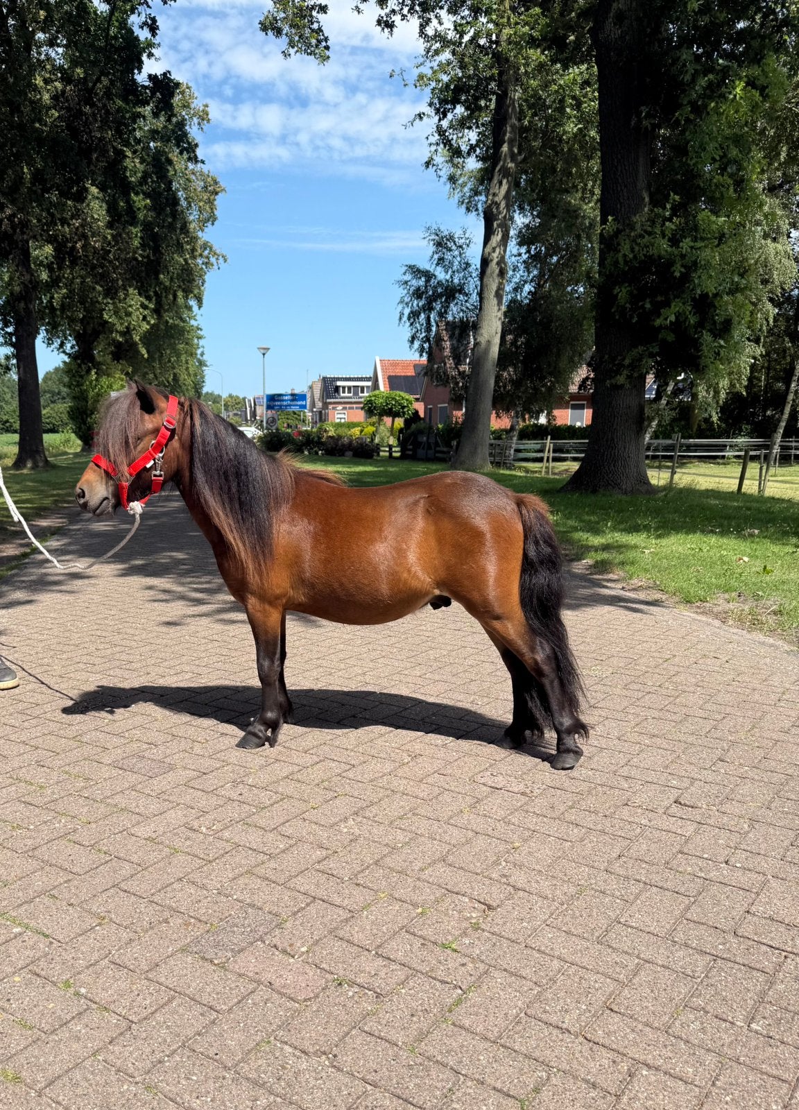 Schitterende bruine shetlander kinderpony stamboek ruin, Dieren en Toebehoren, Pony's, Ruin, A pony (tot 1.17m), Ontwormd, 0 tot 2 jaar