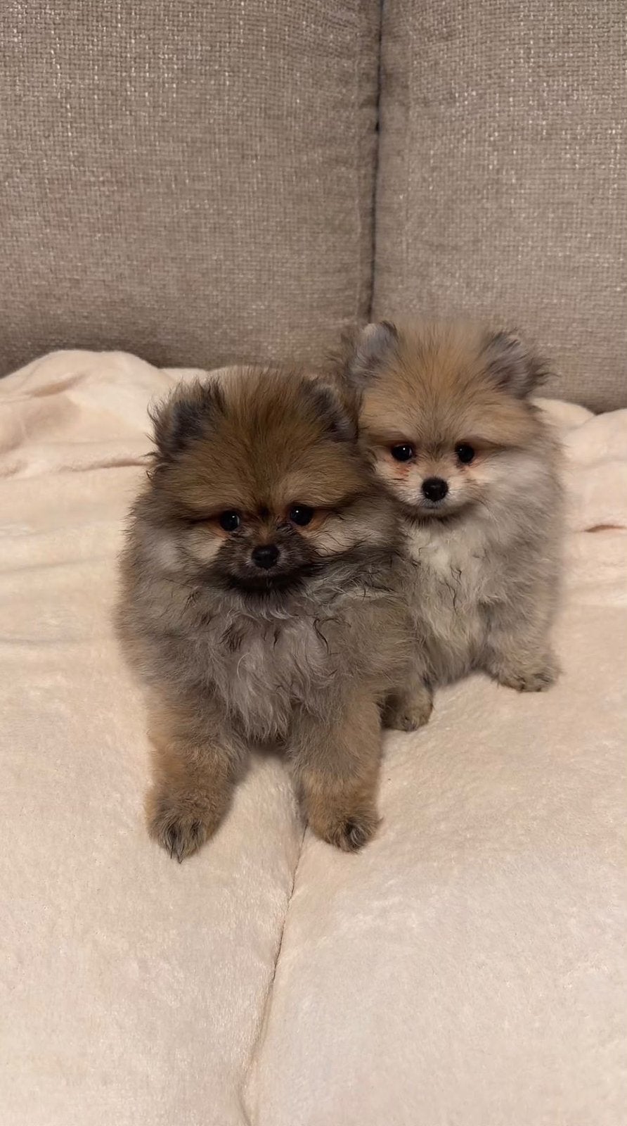 Pomeranian pups pomeriaan, België, Particulier, Overige rassen, CDV (hondenziekte)