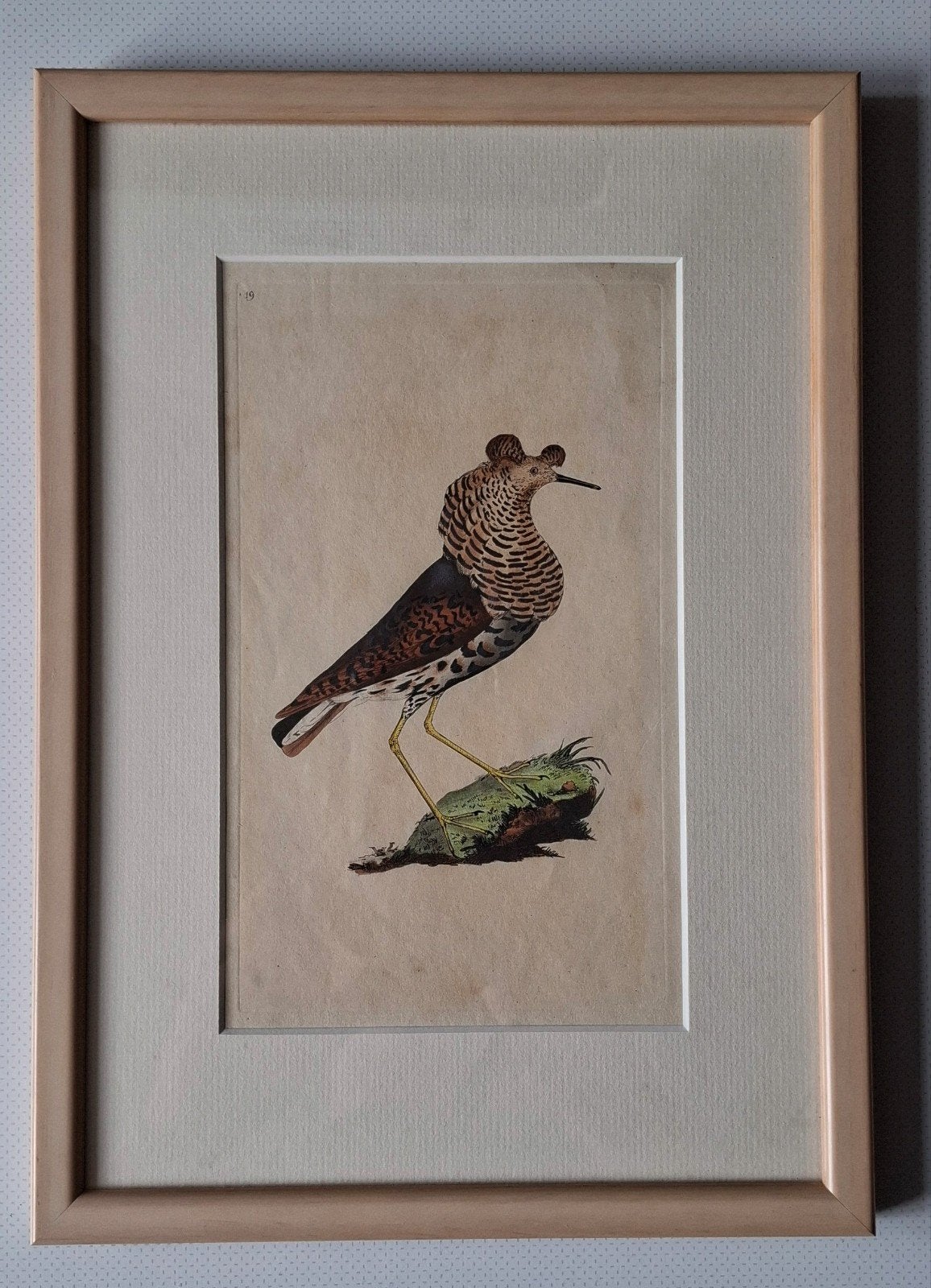 Kemphaan - Edward Donovan - Handgekleurde Litho +/- 1800, 1800 - 1899, Handgekleurd, Ophalen of Verzenden, Flora en Fauna