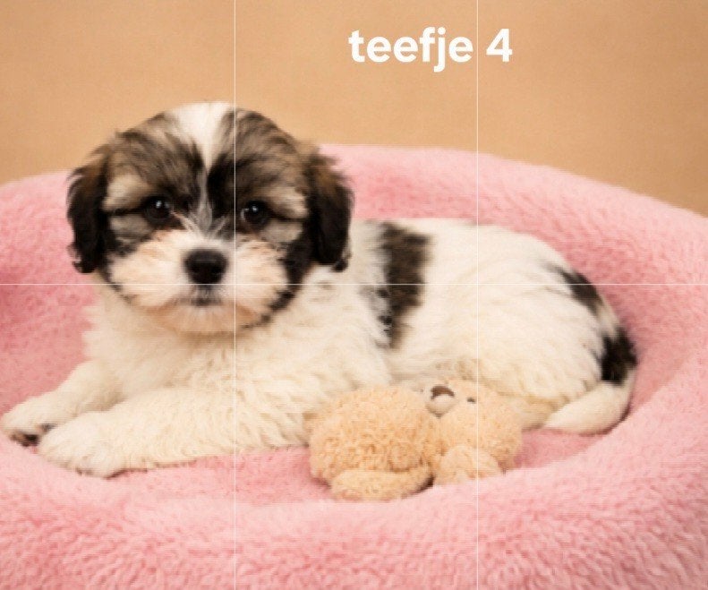 Super mooie boomer pups shih tzu maal maltezer, Dieren en Toebehoren, Parvo, Overige rassen, 8 tot 15 weken, Meerdere