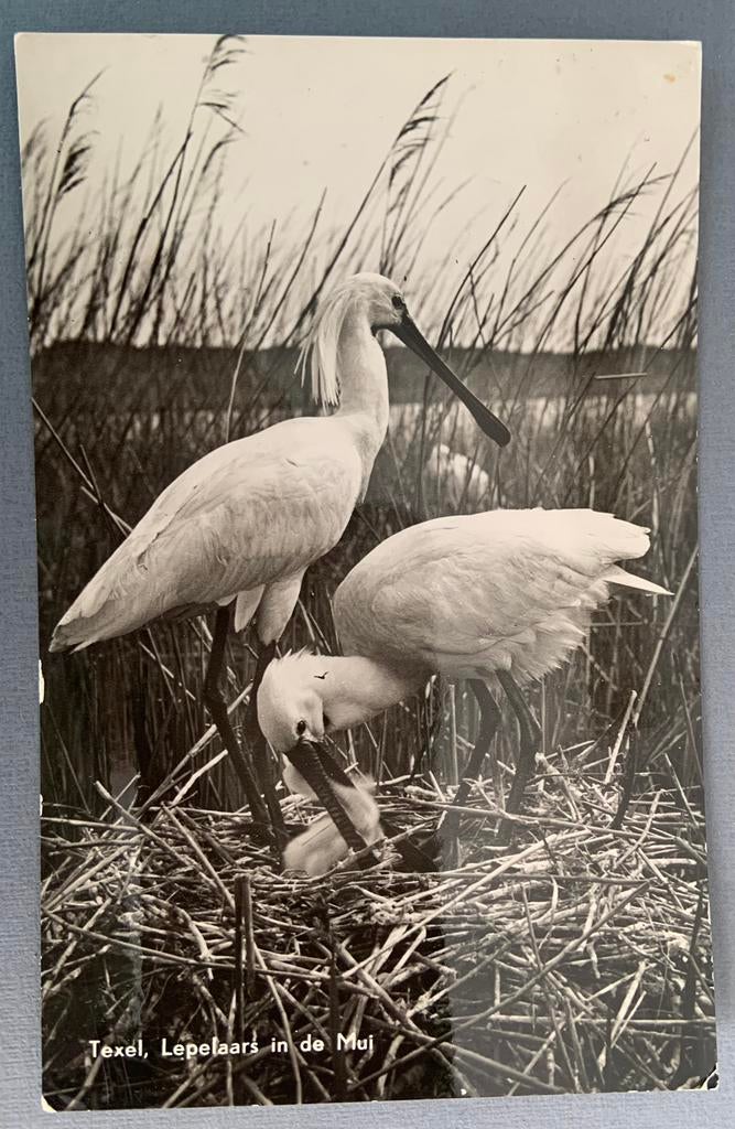 Texel, Lepelaars in de Mui, Verzenden, Gelopen, Waddeneilanden