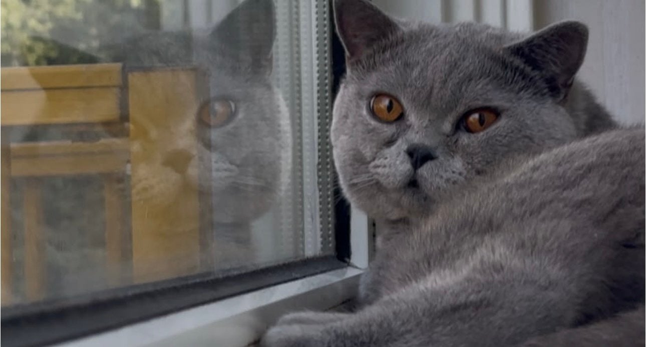 Britse Korthaar Blauw dekkater ( niet te koop), Dieren en Toebehoren