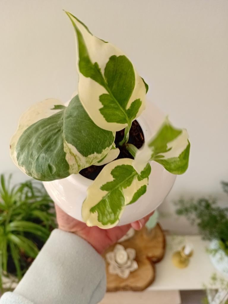 Epipremnum N'Joy in witte pot, Overige soorten, In pot, Minder dan 100 cm, Groene kamerplant