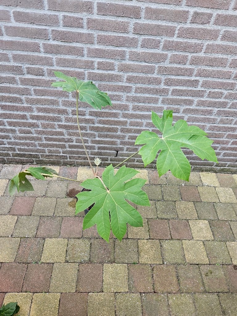Tetrapanax - Rijstpapierplant, Ophalen, Overige soorten, Volle zon