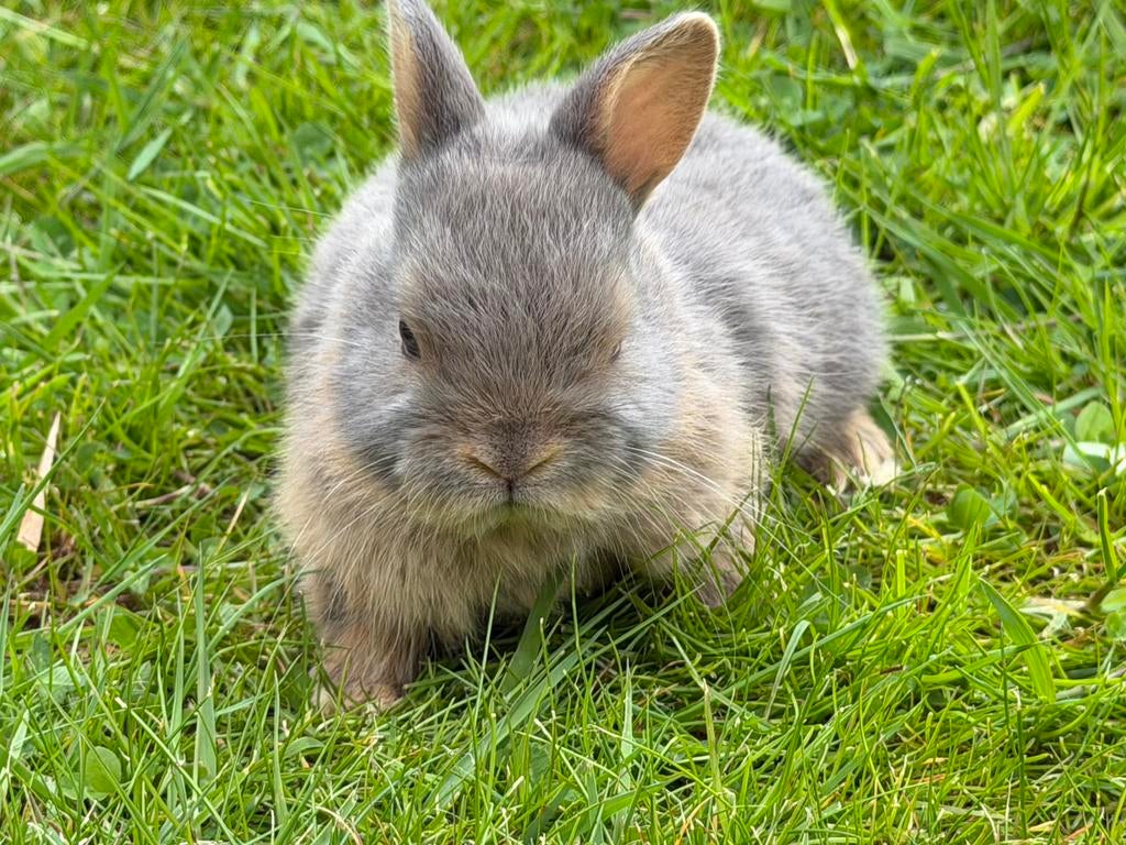 Mooi tan kleurdwerg rammetje, geboren op 15 maart 2026, Dieren en Toebehoren, Mannelijk, Dwerg, 0 tot 2 jaar