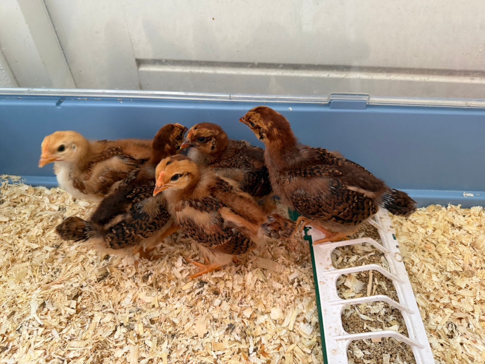 7 Rhode Island Red Kuikens (27-06-2026), Dieren en Toebehoren, Pluimvee, Geslacht onbekend, Kip