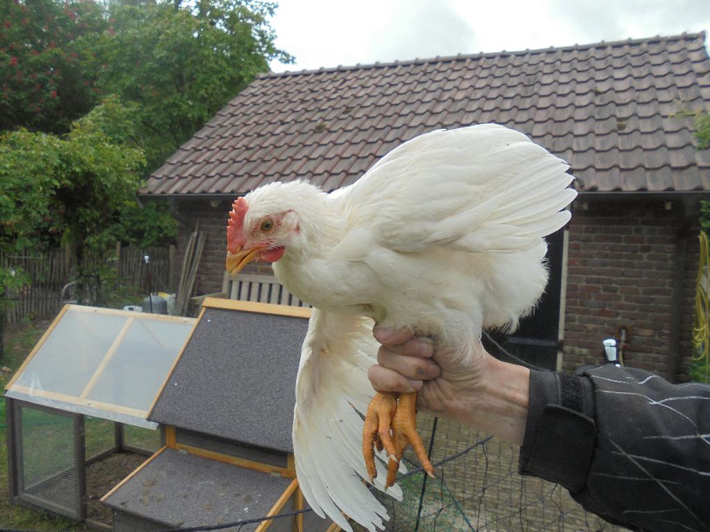 haantjes, Dieren en Toebehoren, Pluimvee, Mannelijk, Kip