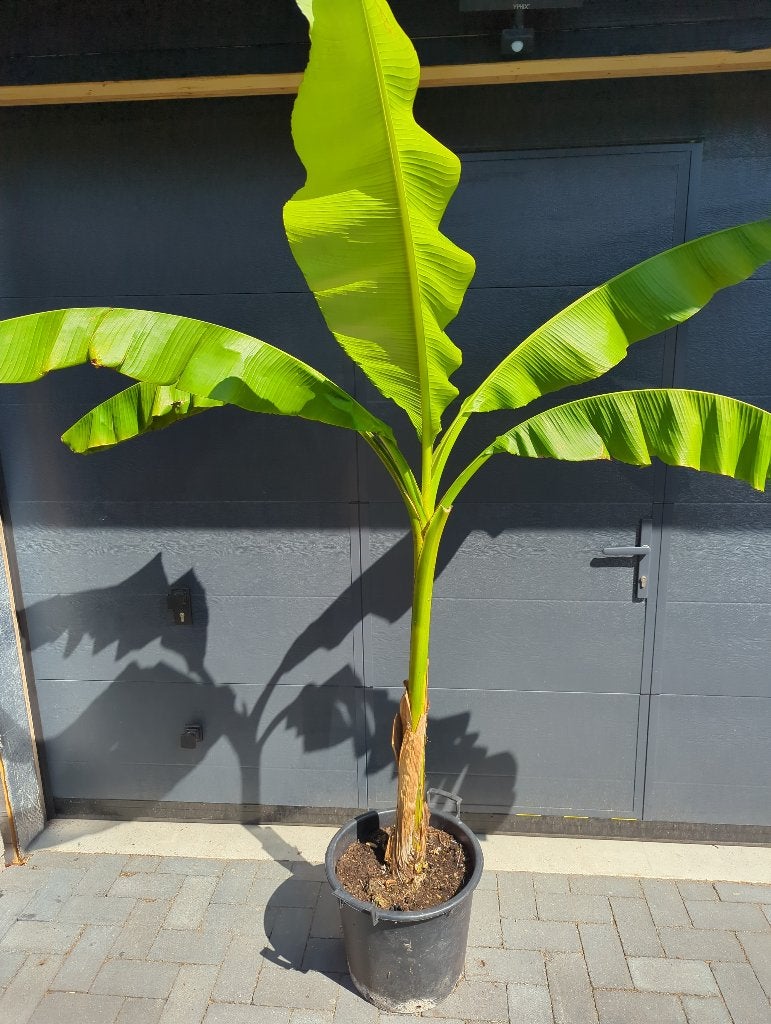 Bananenplant Musa basjoo, Ophalen, Overige soorten, Volle zon