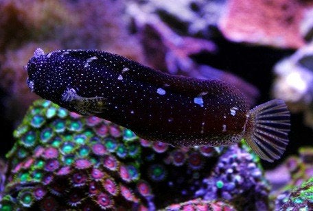 Starry blenny, Dieren en Toebehoren, Vis, Zoutwatervis