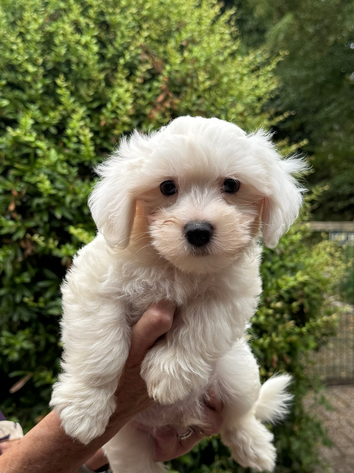 Klein type Maltezer pups ( Maltezer Leeuwtje ), Parvo, Maltezer, Nederland, 8 tot 15 weken