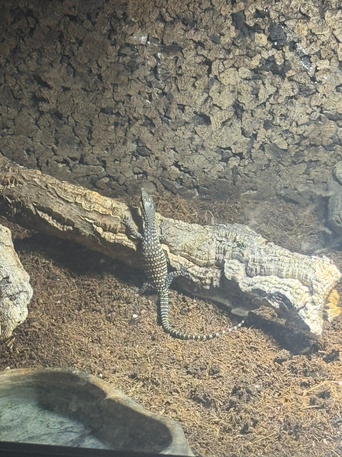 Varanus Glauerti Monitor Lizard photo 3