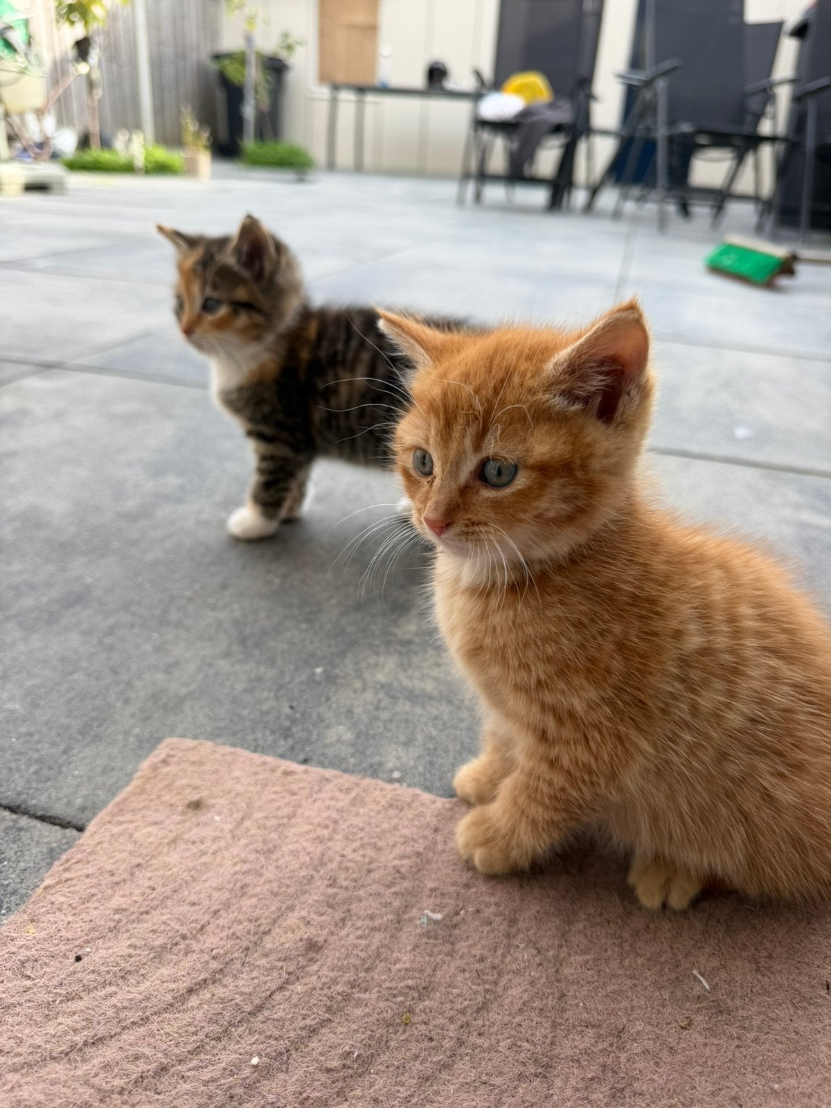 Kittens, Dieren en Toebehoren, Meerdere dieren, Kortharig, 0 tot 2 jaar