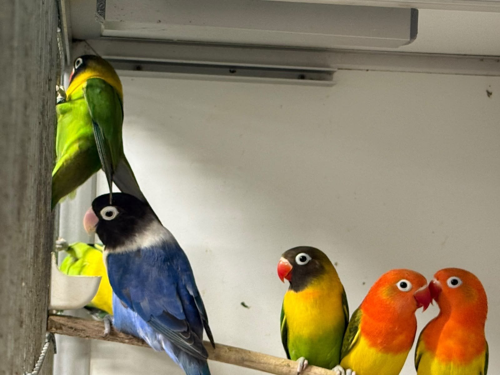 Agapornissen, Dieren en Toebehoren
