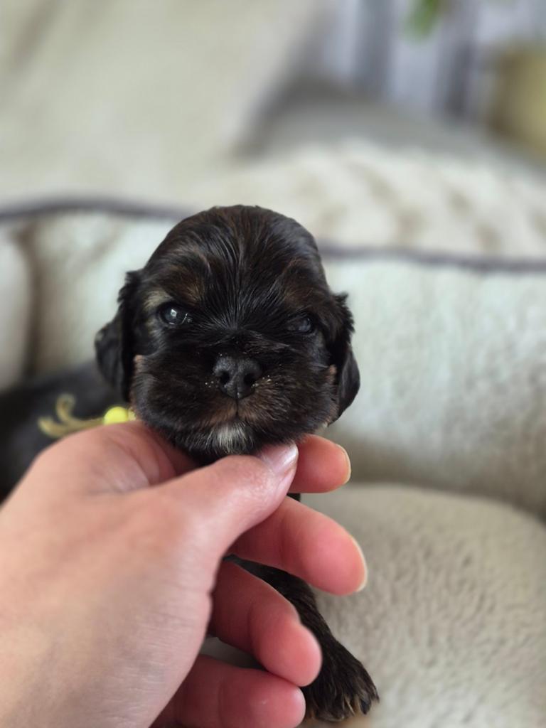 Cocker spaniel pups, Dieren en Toebehoren, 8 tot 15 weken, Meerdere, Meerdere dieren, Spaniël