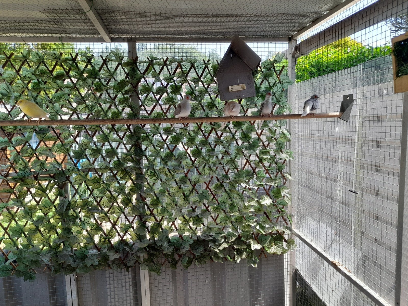 6 diamantduifjes 3 kleuren broedrijp 30€, Dieren en Toebehoren, Vogels | Overige Vogels, Meerdere dieren