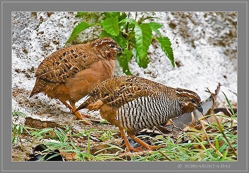 Jungle bush kwartels, Dieren en Toebehoren, Meerdere dieren