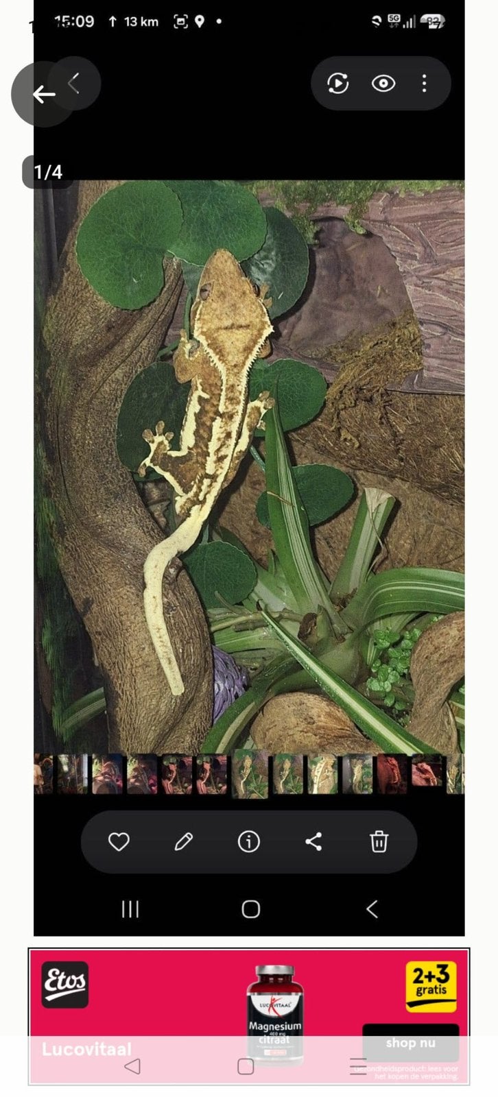 tricolor Lilly white crested gecko Crested Gecko photo 8