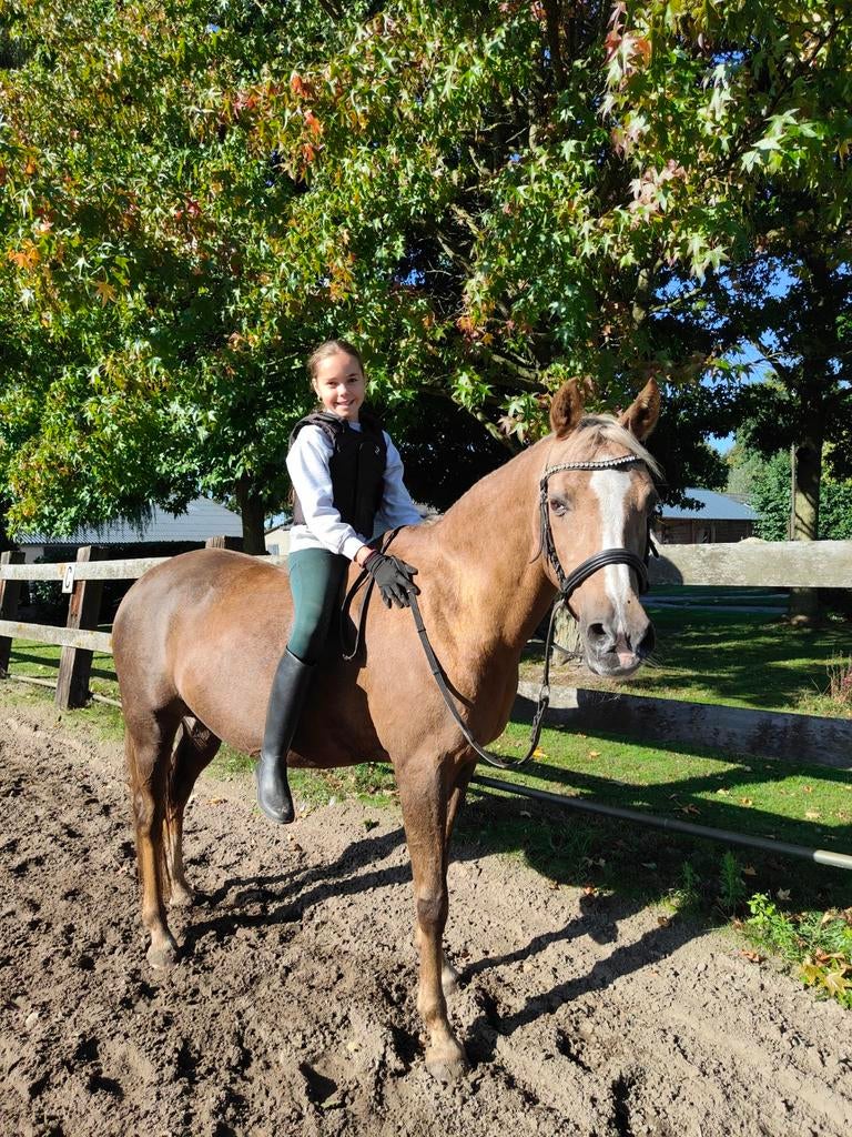 Verzorgpony gezocht, Dieren en Toebehoren, Ophalen of Verzenden