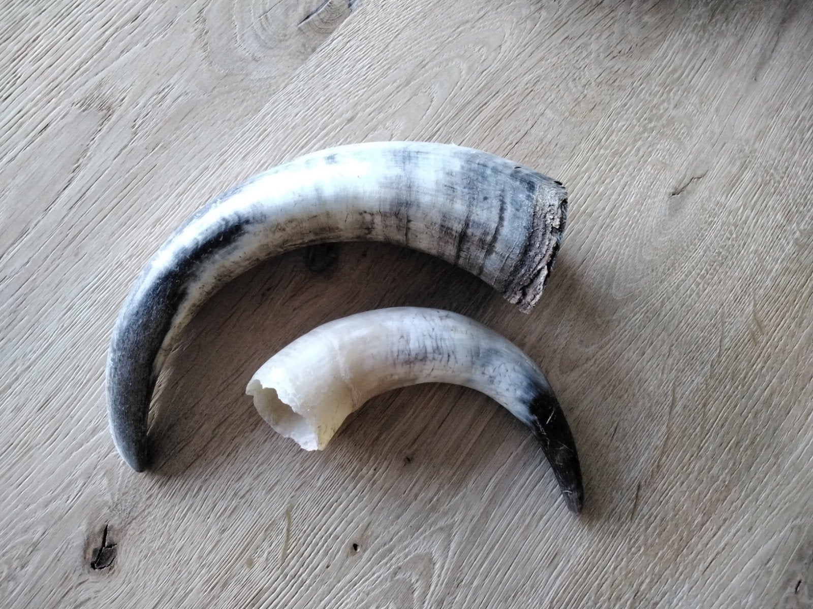 2 hoorns, Ophalen of Verzenden