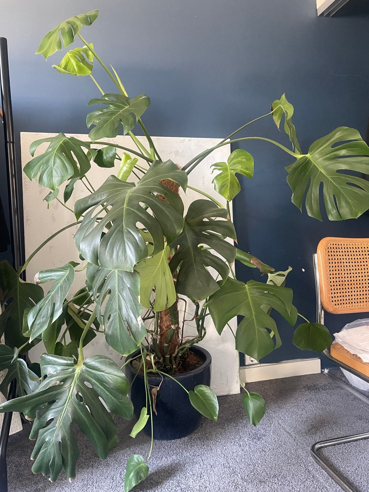 Grote Monstera Deliciosa - Kamerplant, Overige soorten, In pot, 150 tot 200 cm, Groene kamerplant